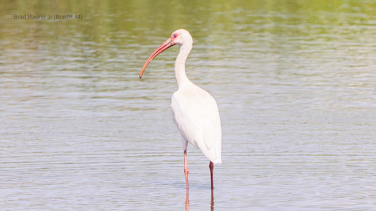 White Ibis - ML642556560