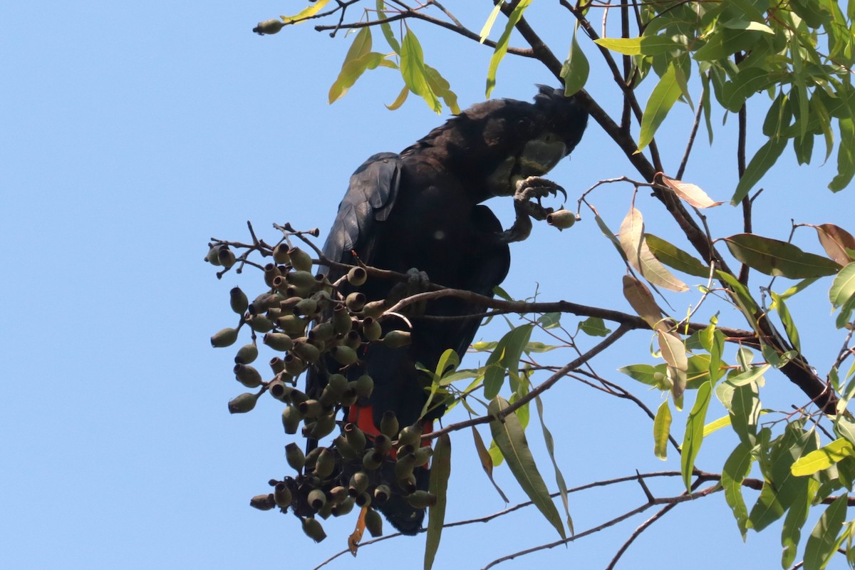 Red-tailed Black-Cockatoo - ML642556561