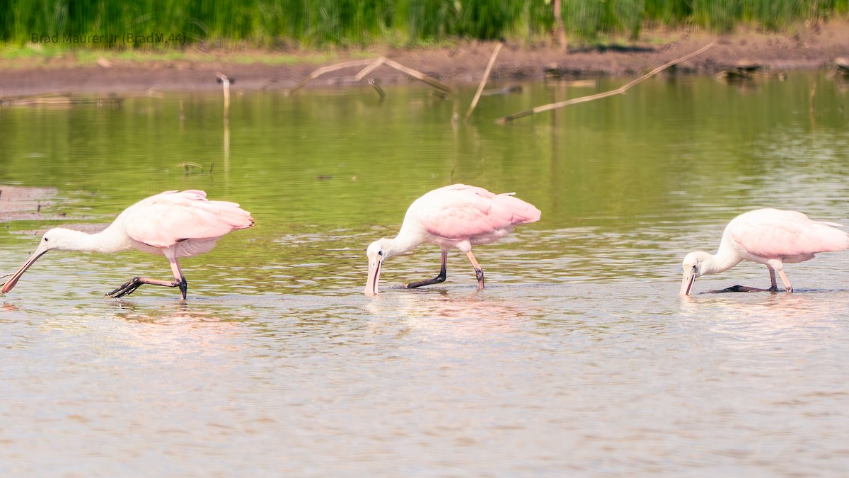 Roseate Spoonbill - ML642556567