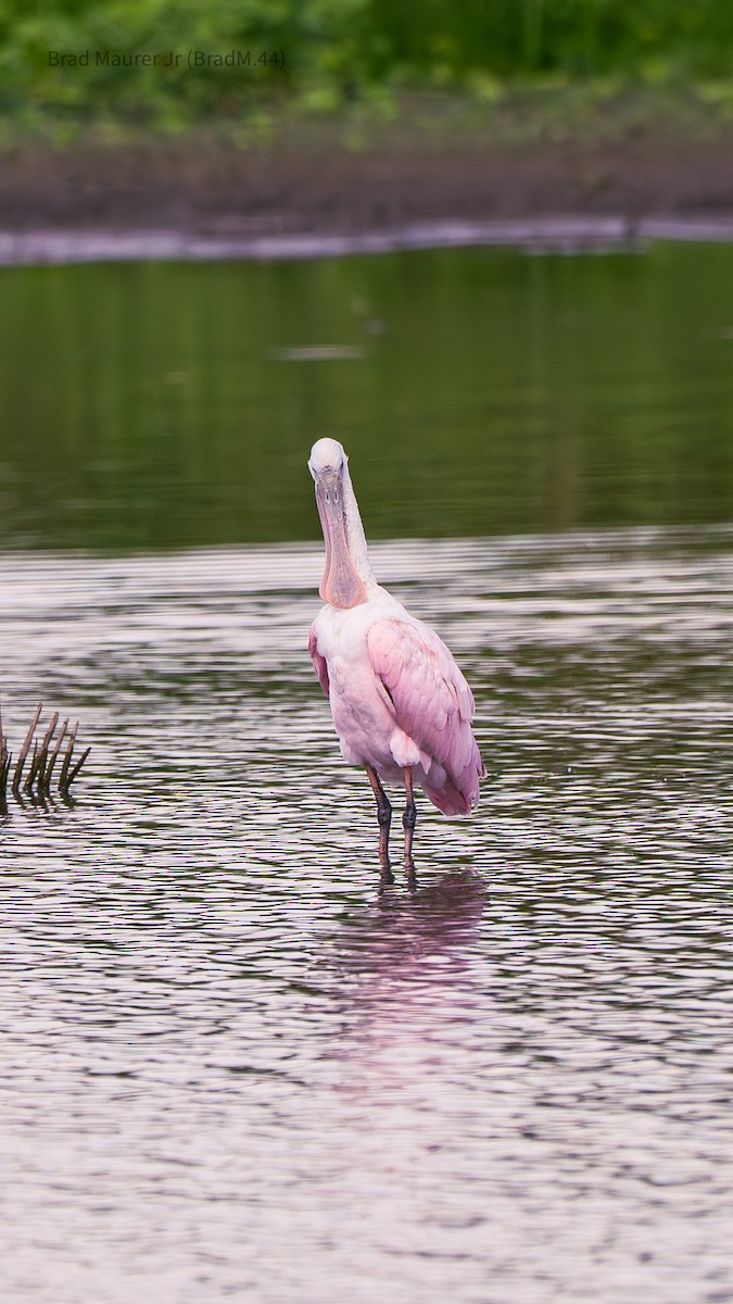 Roseate Spoonbill - ML642556576