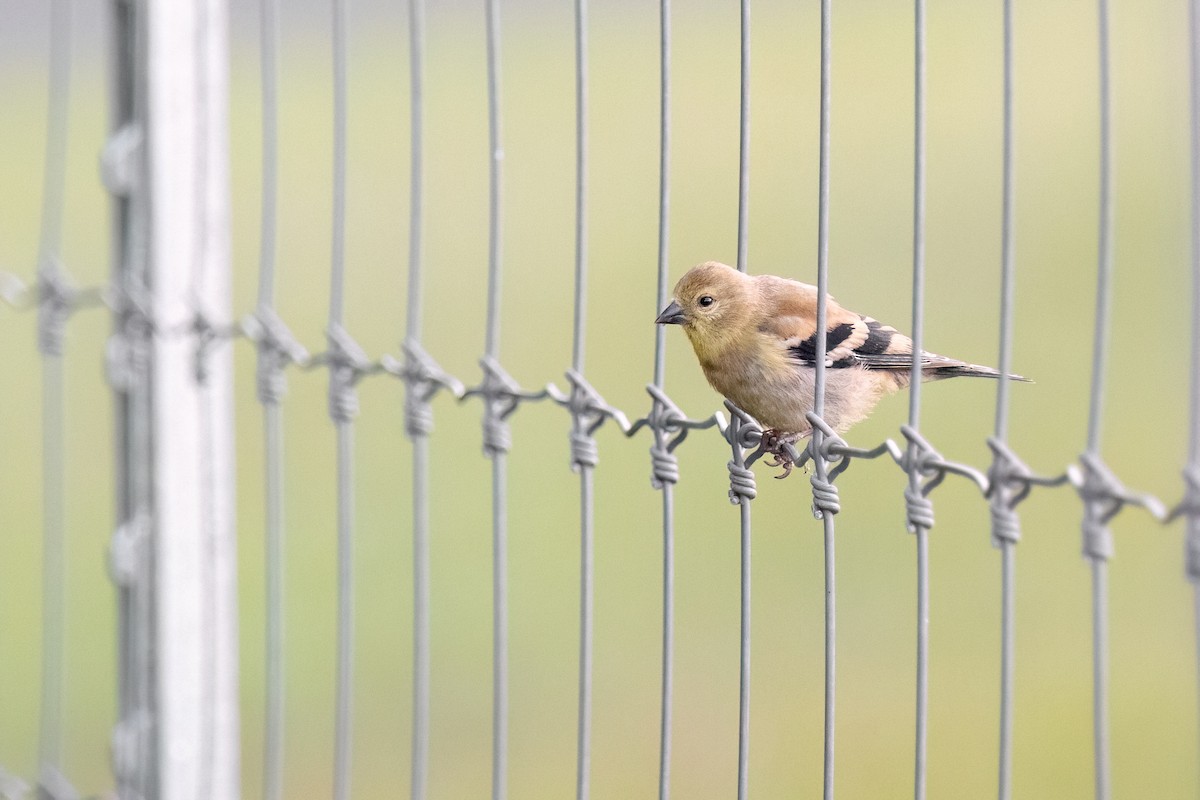 American Goldfinch - ML642556585