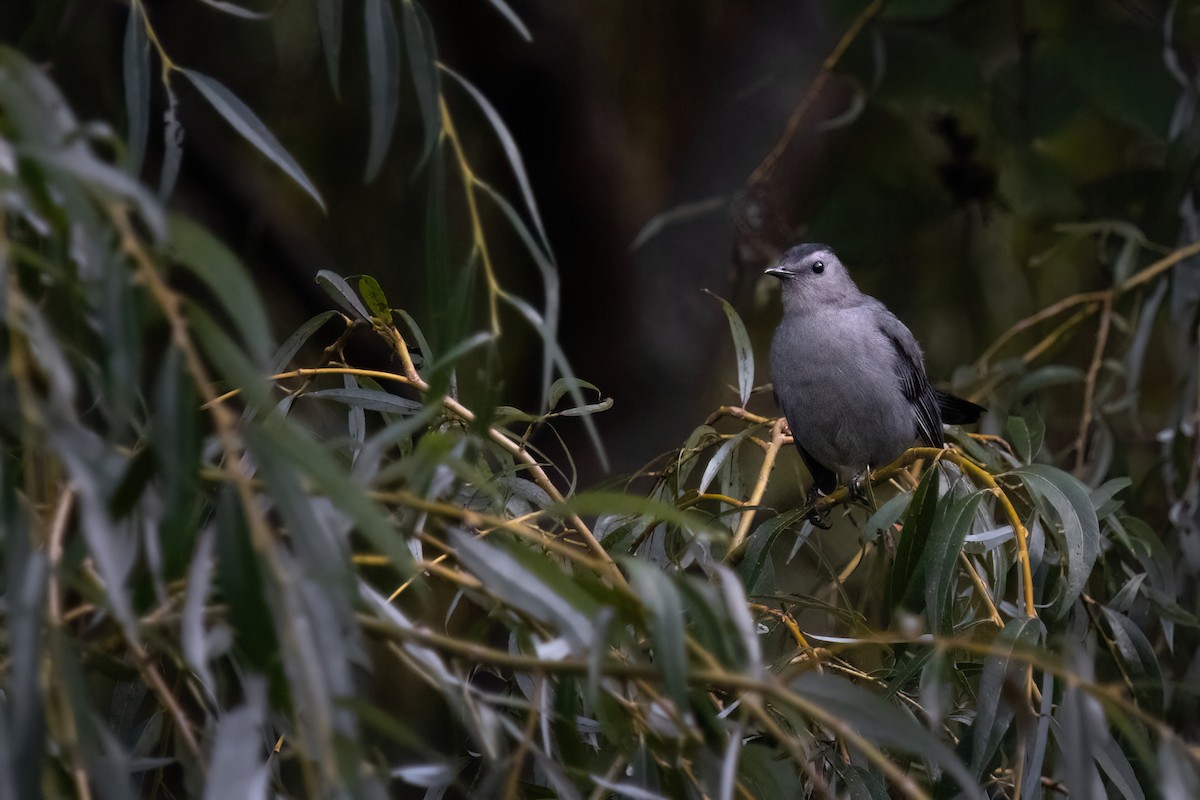 Gray Catbird - ML642556586