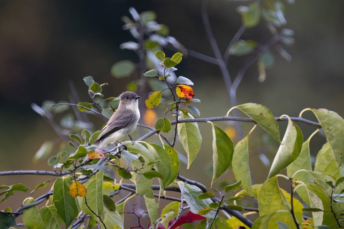 Eastern Phoebe - ML642556595