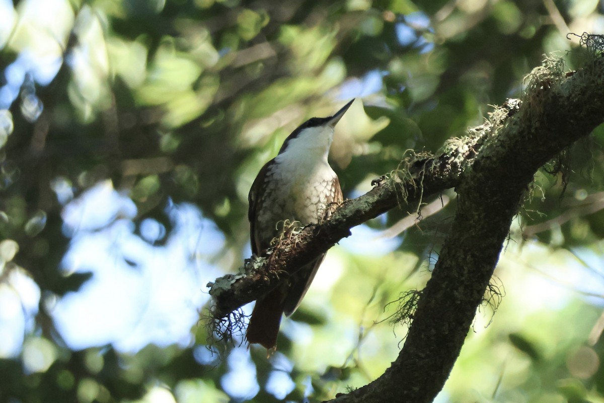 White-throated Treerunner - ML642556596