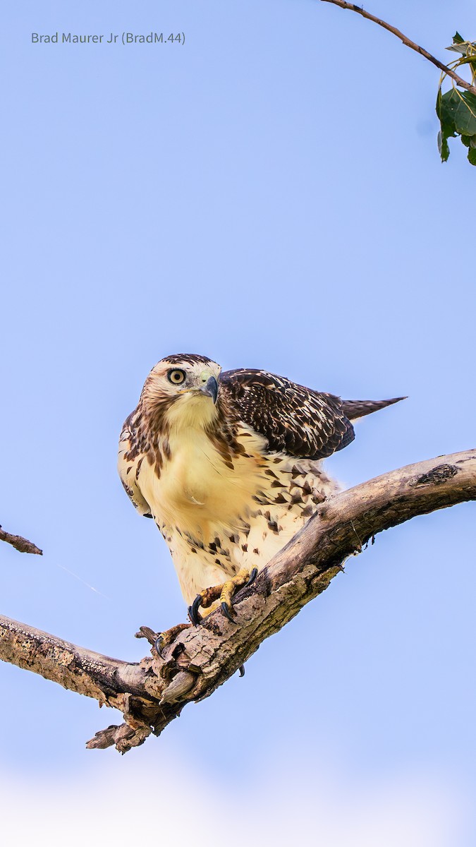 Red-tailed Hawk - ML642556601