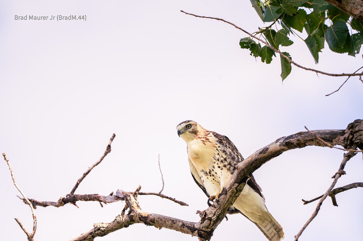 Red-tailed Hawk - ML642556603