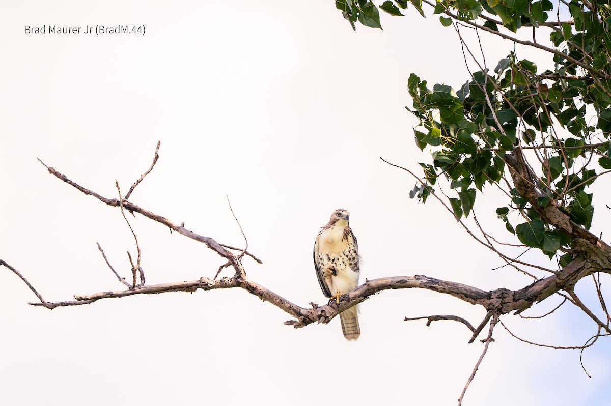 Red-tailed Hawk - ML642556604