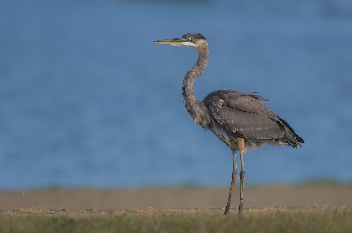 Great Blue Heron - ML642556605