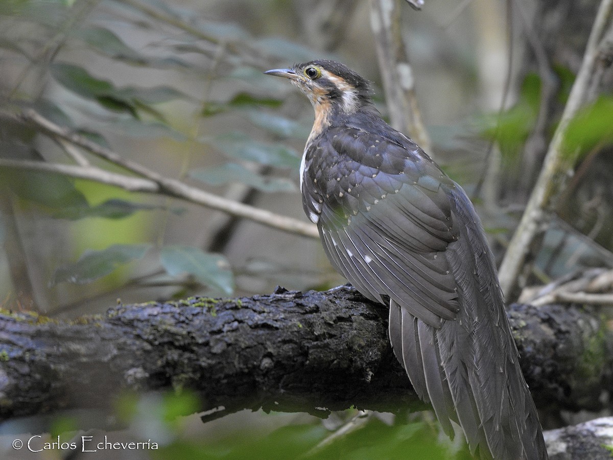 Pheasant Cuckoo - ML64255661