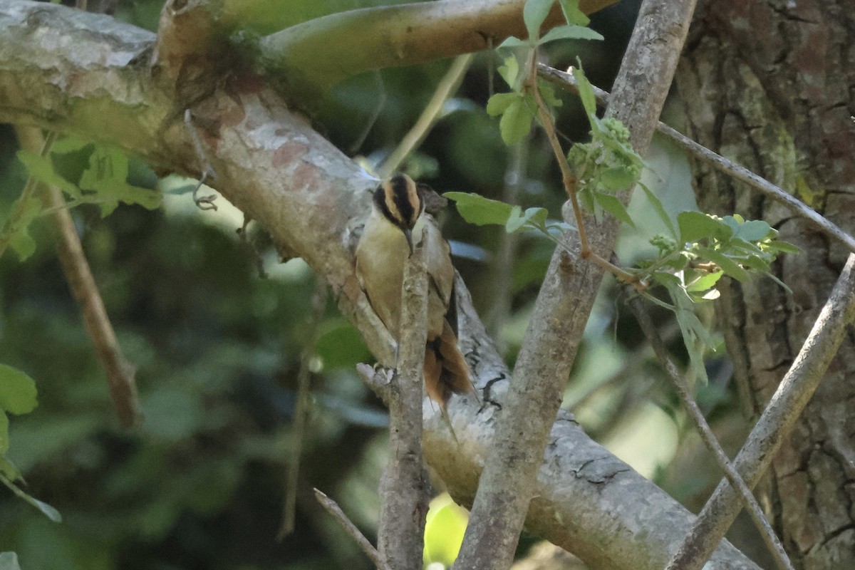 Thorn-tailed Rayadito - ML642556615