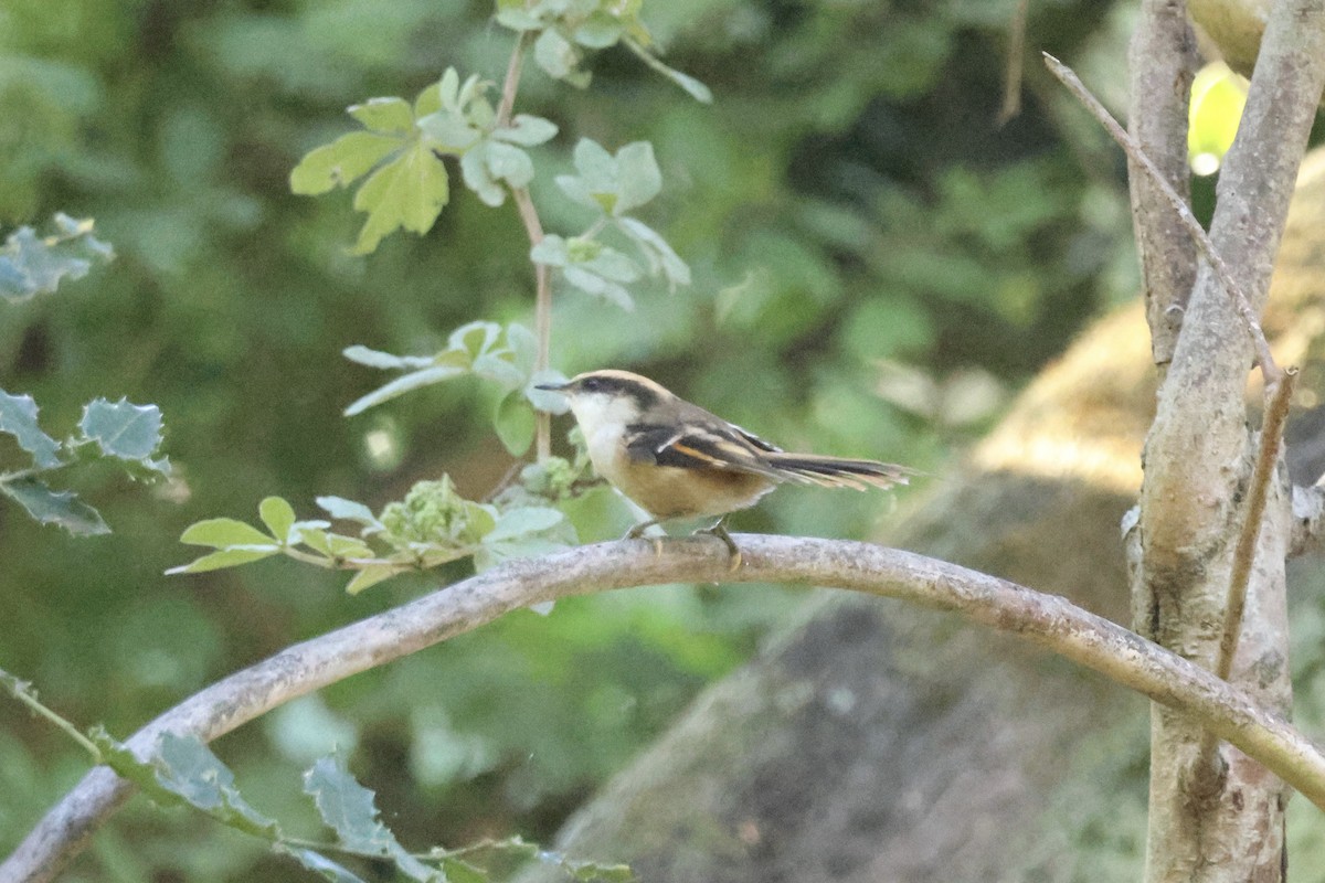 Thorn-tailed Rayadito - ML642556616