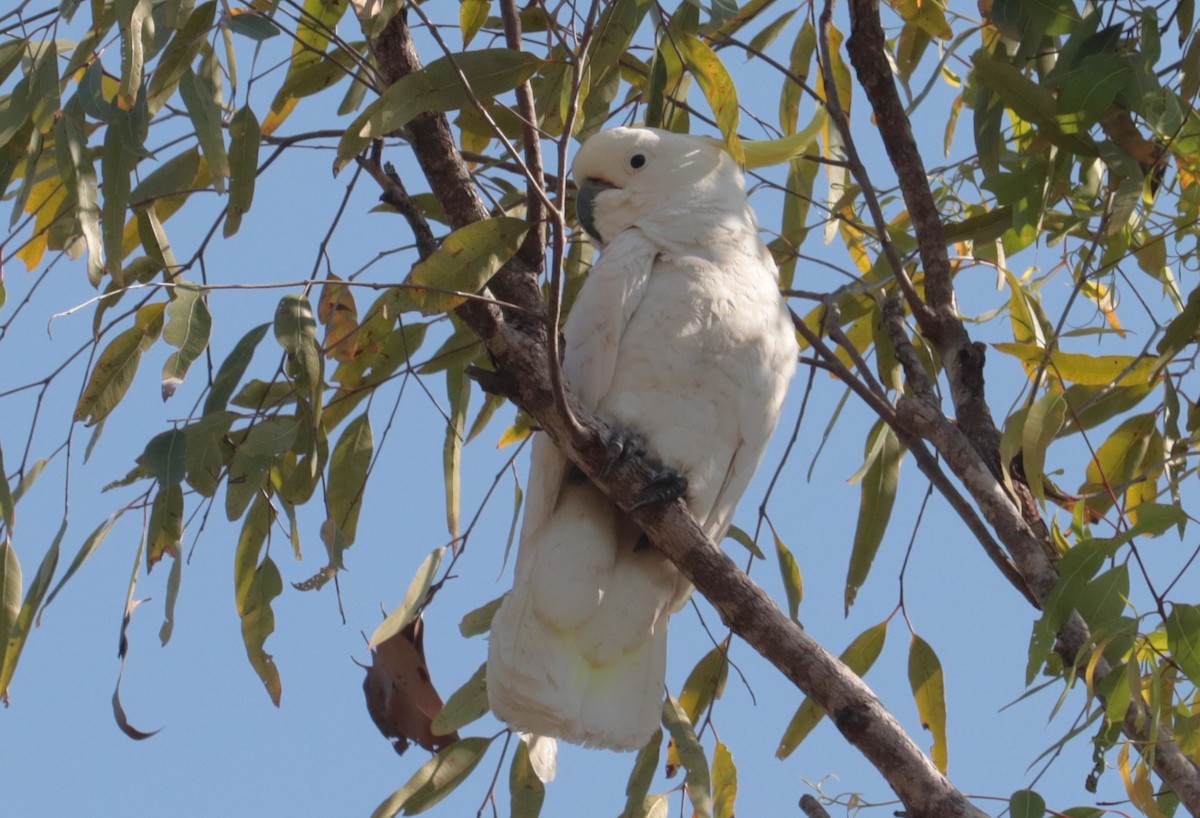 葵花鳳頭鸚鵡 - ML642556620