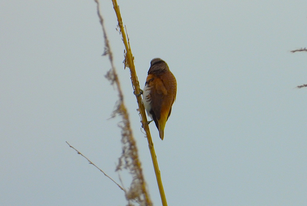 Chestnut-breasted Munia - ML642556635