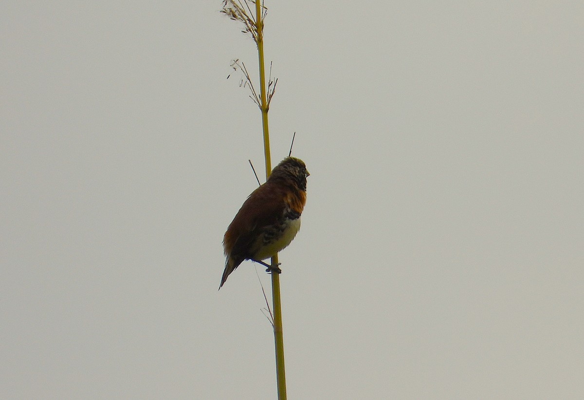 Chestnut-breasted Munia - ML642556638
