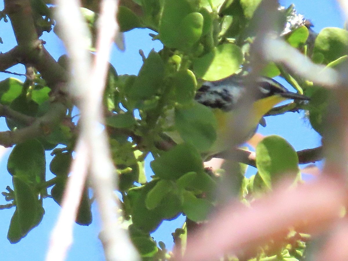 Yellow-throated Warbler - ML642556645