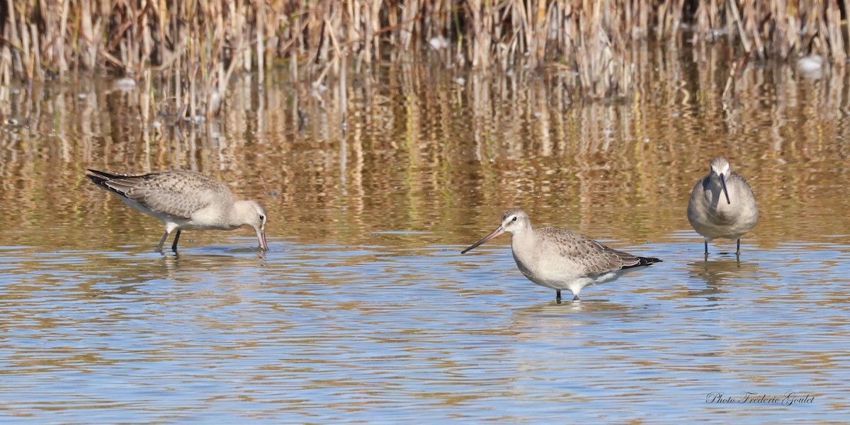 Hudsonian Godwit - ML642556666