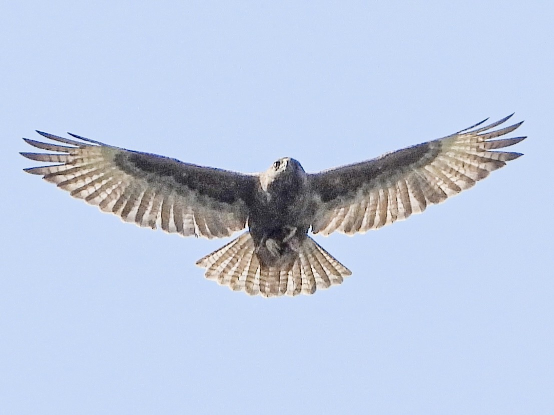 Hawaiian Hawk - ML642556667