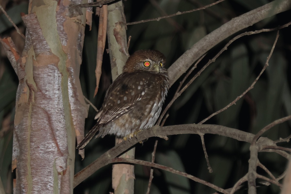 Austral Pygmy-Owl - ML642556688