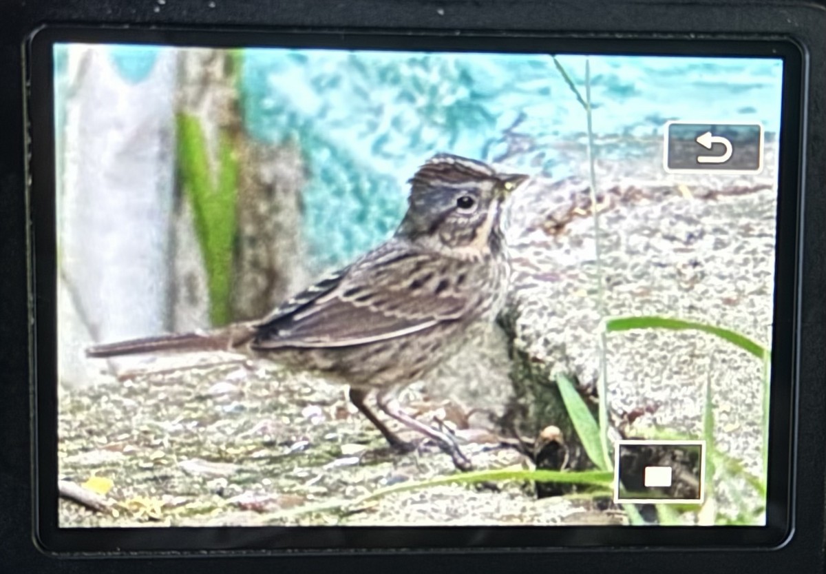 Lincoln's Sparrow - ML642556691