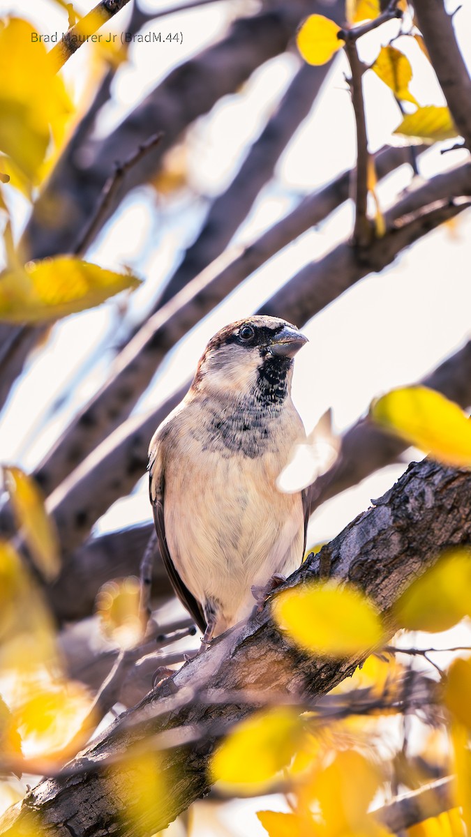 House Sparrow - ML642556714