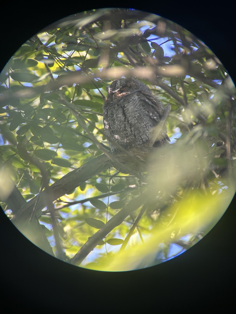 Flammulated Owl - ML642556732