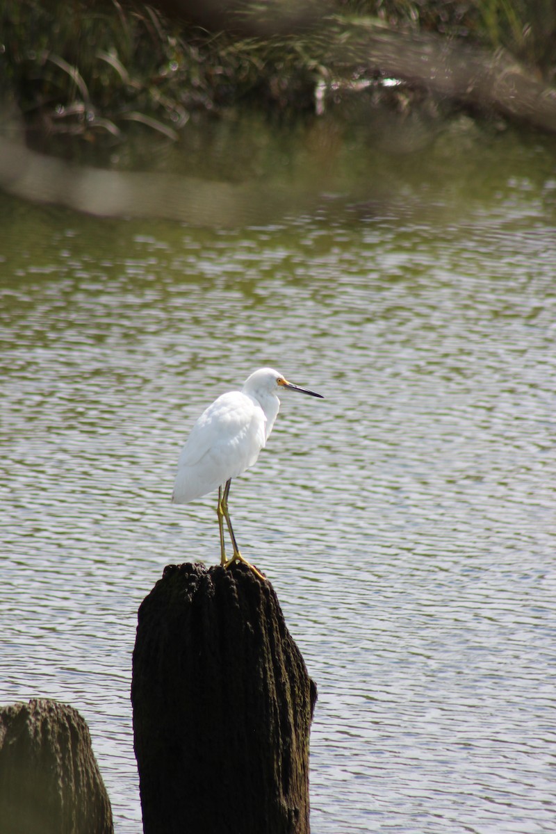 Snowy Egret - ML642556820