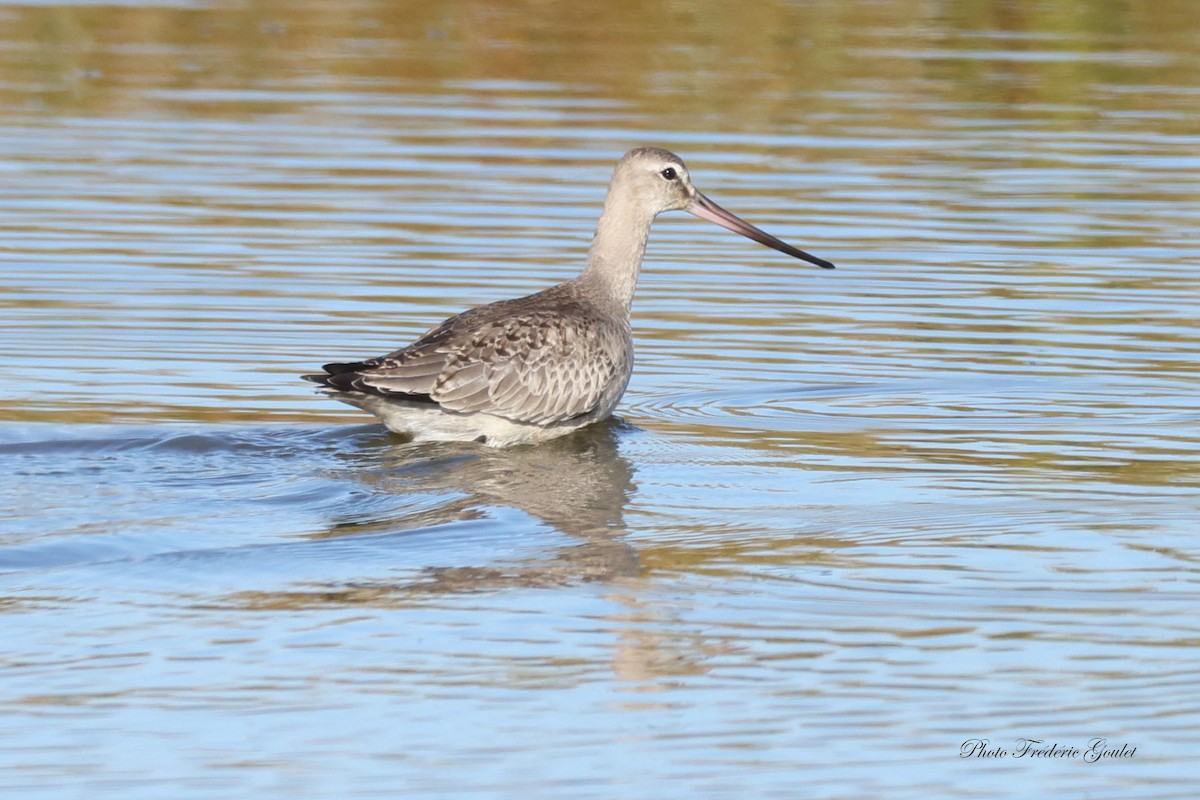 Hudsonian Godwit - ML642556823