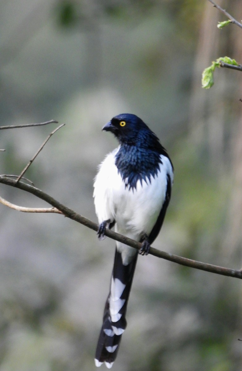 Magpie Tanager - ML642556832