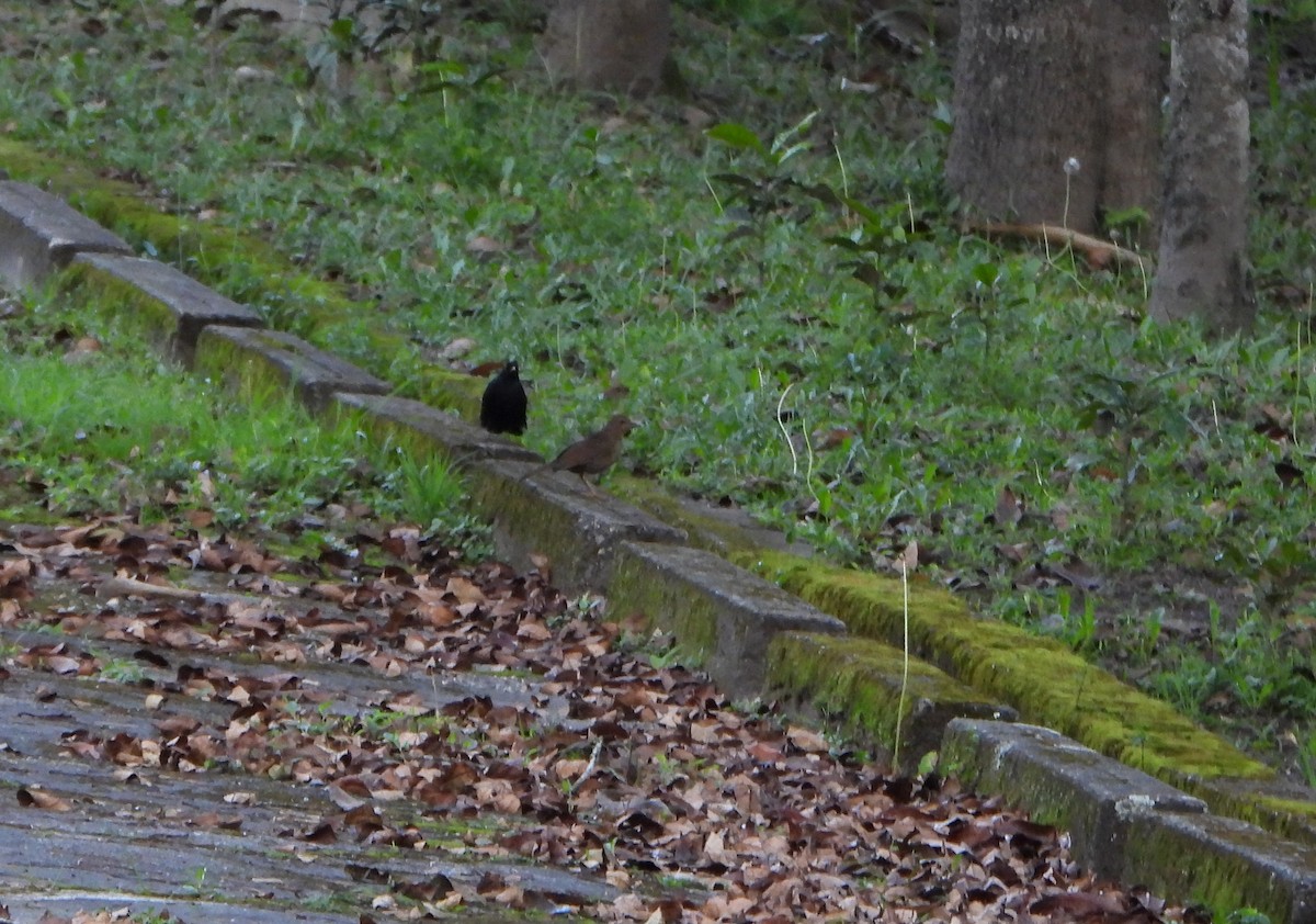 Glossy-black Thrush - ML642556836