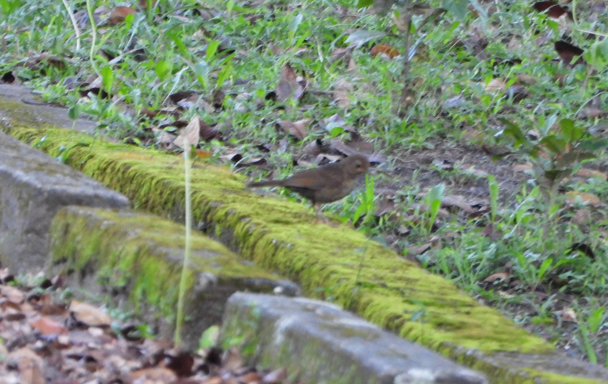 Glossy-black Thrush - ML642556838
