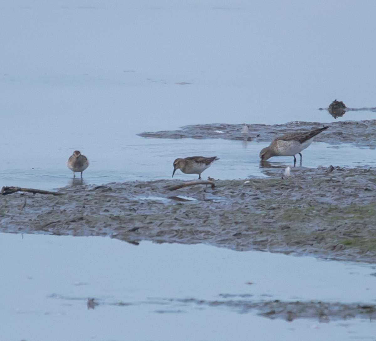 White-rumped Sandpiper - ML642556839