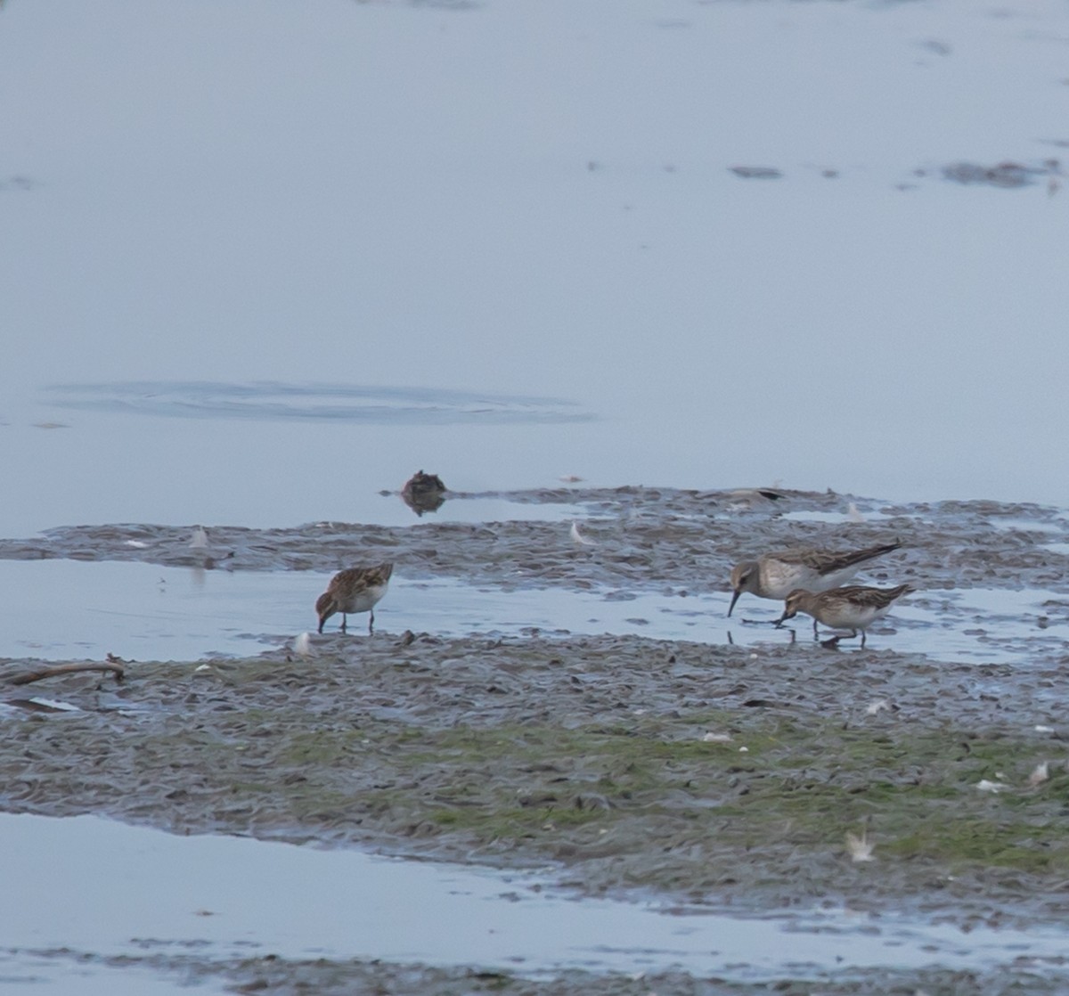 White-rumped Sandpiper - ML642556840