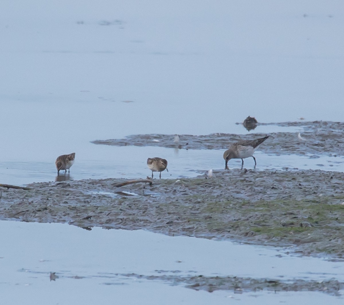 White-rumped Sandpiper - ML642556841