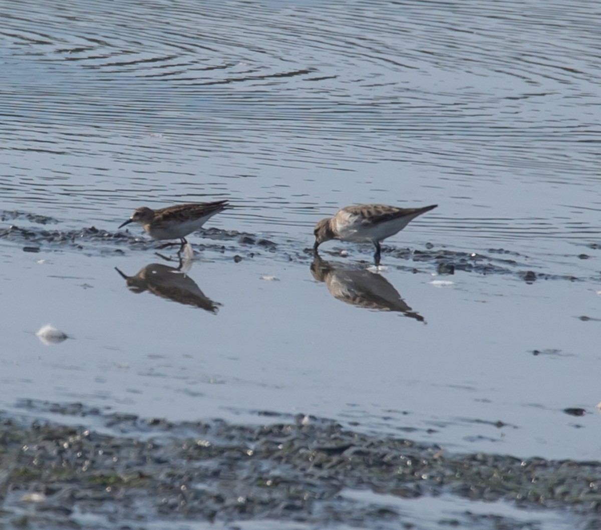 White-rumped Sandpiper - ML642556842