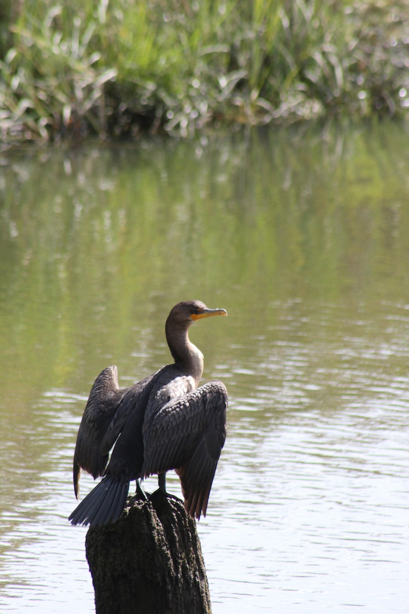 Double-crested Cormorant - ML642556849