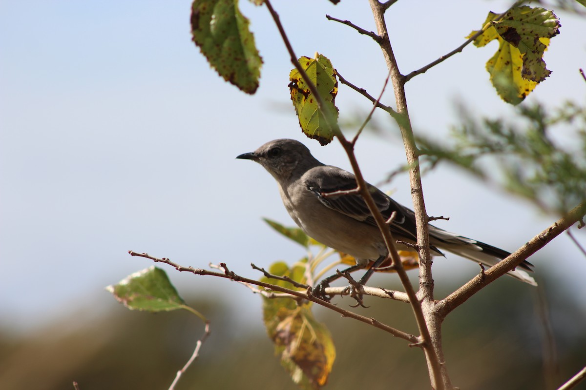 Northern Mockingbird - ML642556861