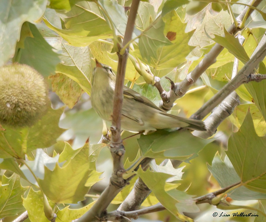 Arctic Warbler - ML642556898