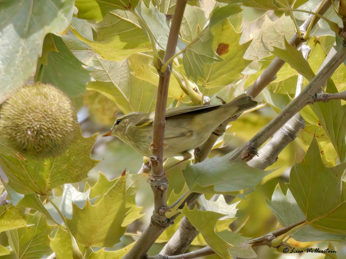 Arctic Warbler - ML642556899