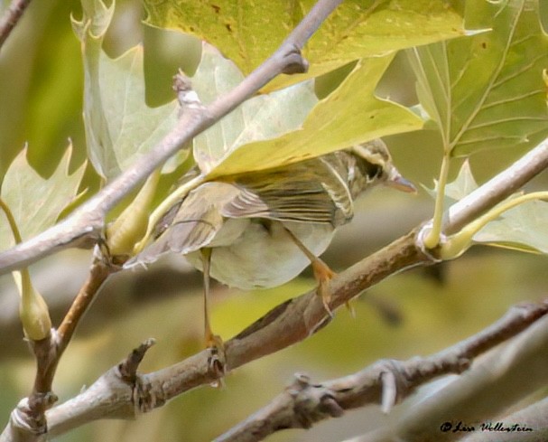 Arctic Warbler - ML642556900