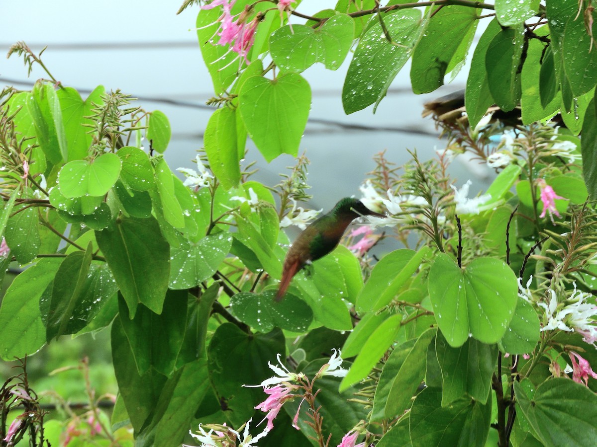 Berylline Hummingbird - ML642556907