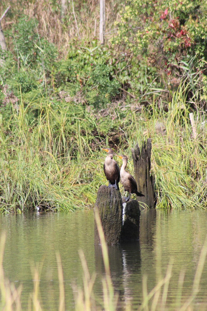 Double-crested Cormorant - ML642556910