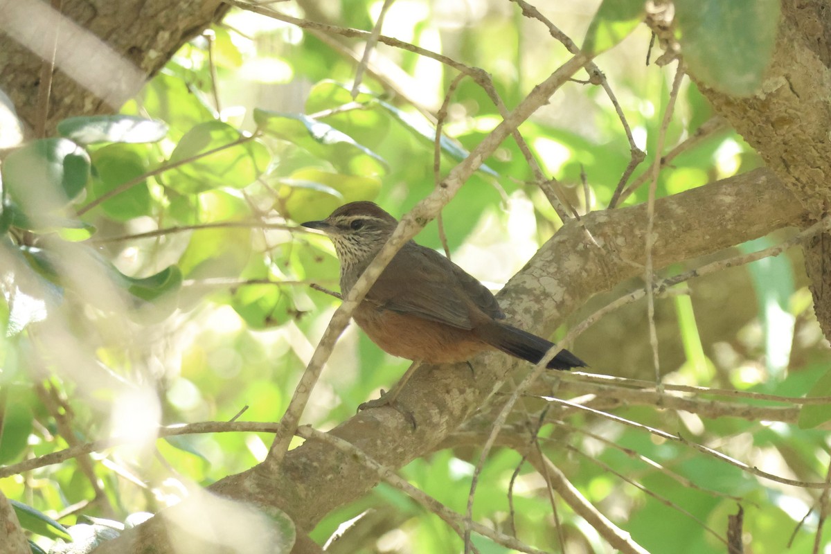 Dusky-tailed Canastero - ML642556911