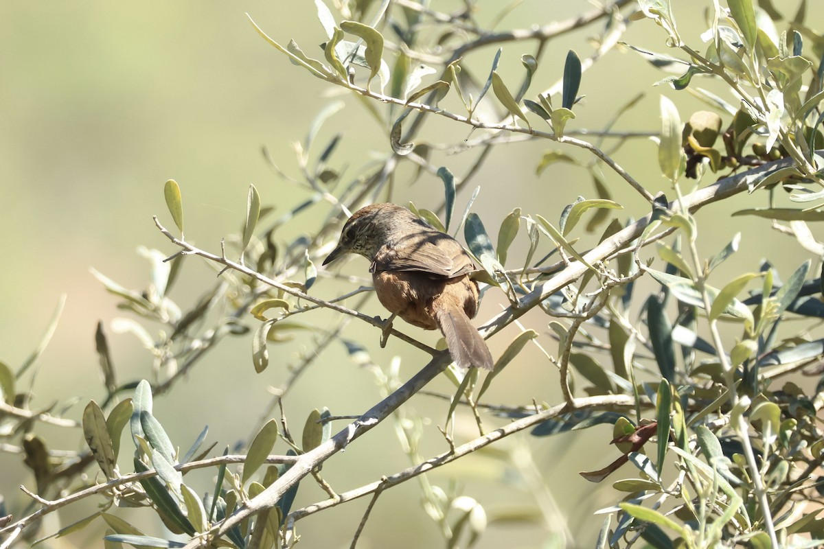 Dusky-tailed Canastero - ML642556912