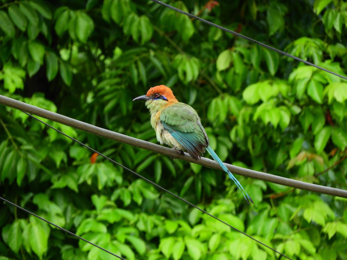 Motmot à tête rousse - ML642556913