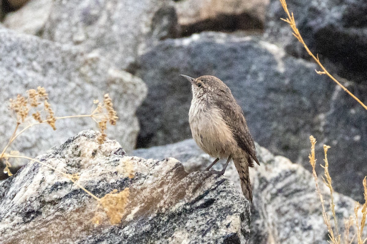 Rock Wren - ML642556919