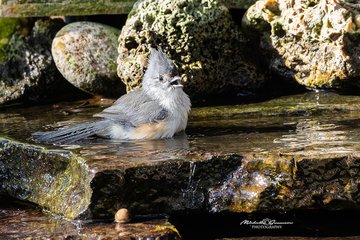 Tufted x Black-crested Titmouse (hybrid) - ML642556920