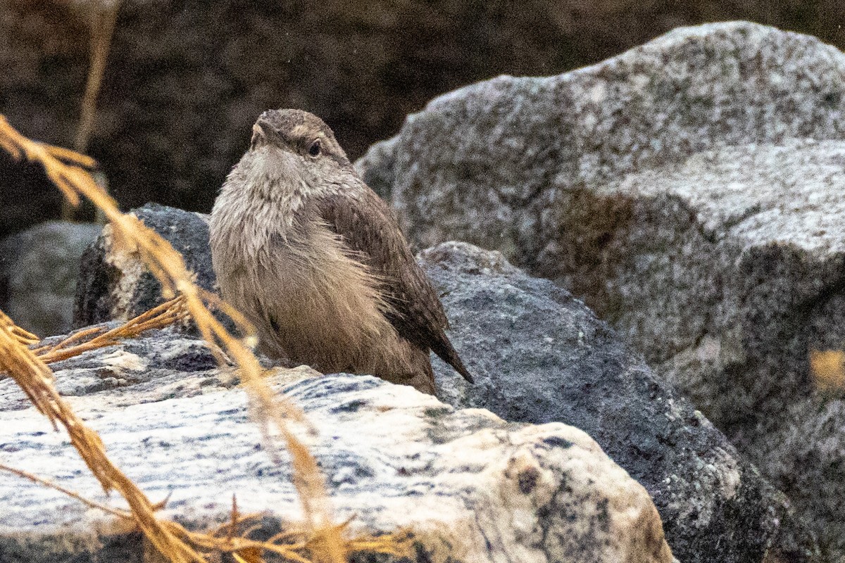 Rock Wren - ML642556924