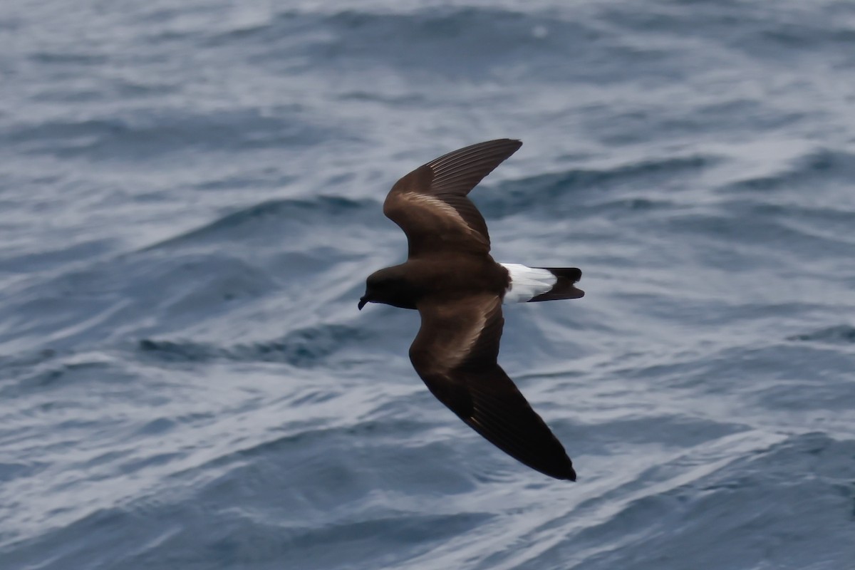 Wedge-rumped Storm-Petrel - ML642556963