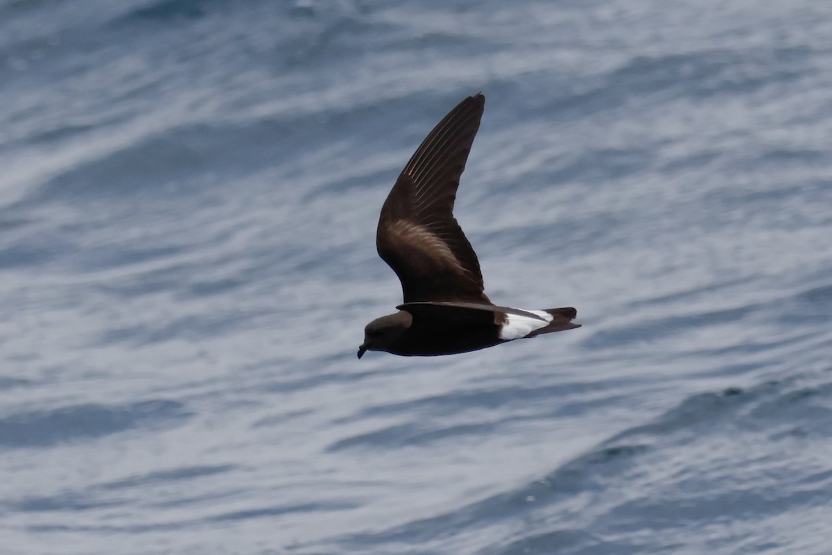 Wedge-rumped Storm-Petrel - ML642556982