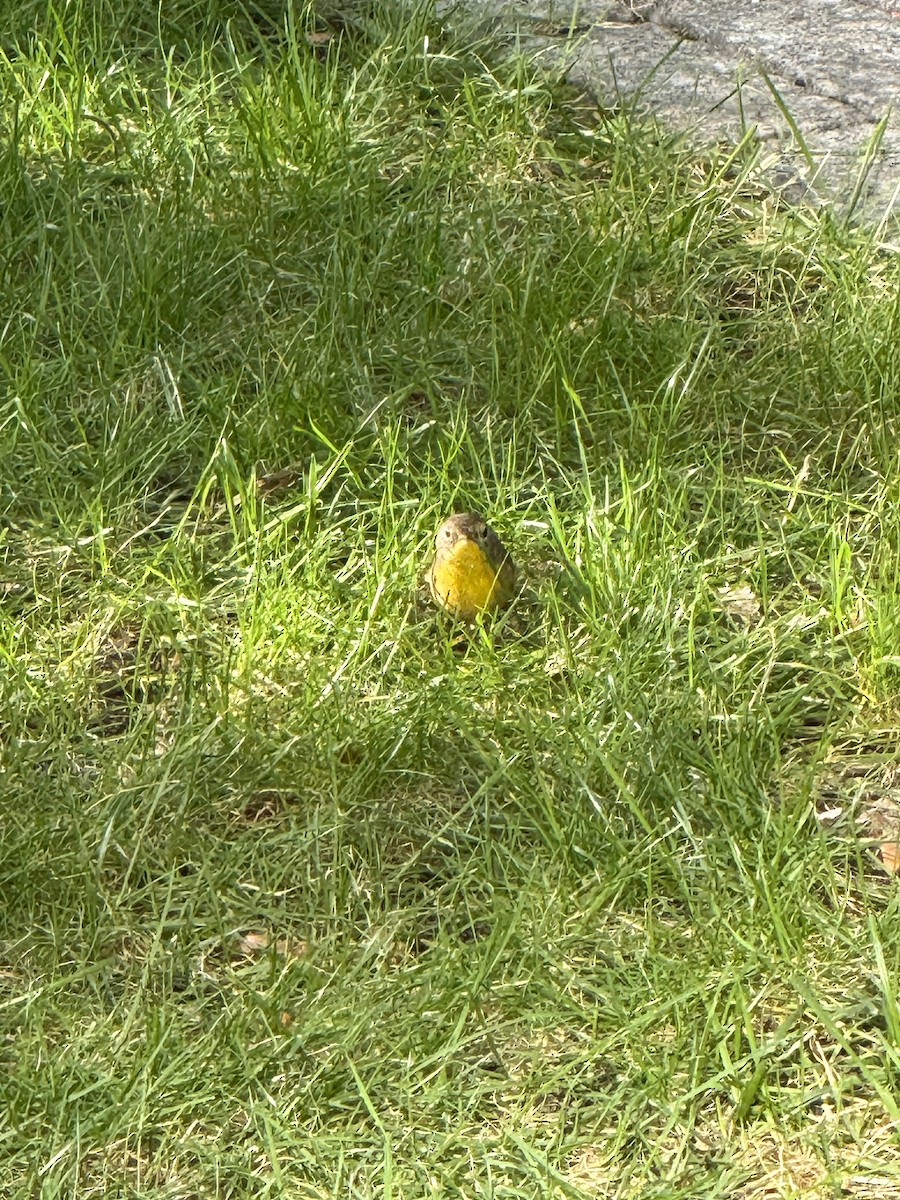 Common Yellowthroat - ML642556987